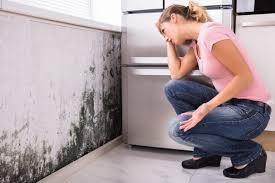 Professional Mold Removal Services in Lompoc, CA